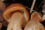Rhodocollybia butyracea image