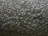 Pertusaria amara f. amara image