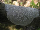 Pertusaria amara f. amara image