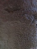 Varicellaria velata image