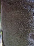 Varicellaria velata image