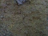 Pertusaria flavicans image