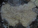 Pertusaria flavicans image
