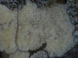 Pertusaria flavicans image
