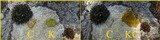 Pertusaria amarescens image