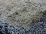 Pertusaria amarescens image