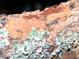 Fuscoporia ferrea image