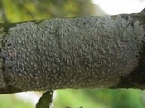 Pertusaria leioplaca image