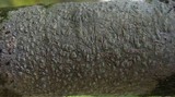 Pertusaria leioplaca image
