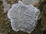 Varicellaria velata image
