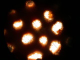 Fuscoporia ferrea image