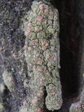 Bacidia rubella image