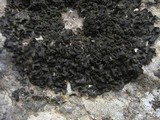 Collema fuscovirens image