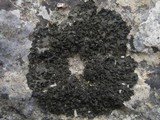 Collema fuscovirens image