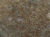 Caloplaca ochracea image