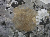 Caloplaca ochracea image