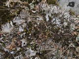 Peltigera rufescens image