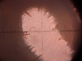 Fuscoporia ferrea image