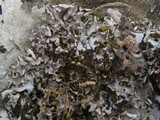 Peltigera rufescens image