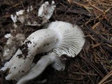 Hygrophorus marzuolus image