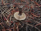 Clitocybe glacialis image