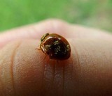 Hesperomyces virescens image