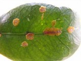 Cephaleuros virescens image