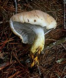 Gomphidius largus image
