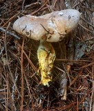 Gomphidius largus image