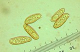 Gomphidius largus image