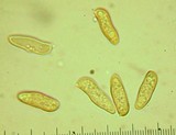Gomphidius largus image