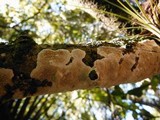 Gloeoporus dichrous image