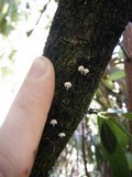 Mycena corticola image