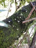 Mycena corticola image