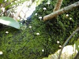 Mycena corticola image