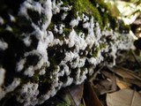 Ceratiomyxa fruticulosa var. fruticulosa image