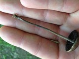 Panaeolus subbalteatus image