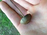 Panaeolus subbalteatus image