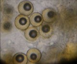 Choiromyces alveolatus image