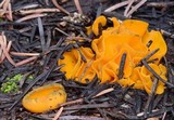 Caloscypha fulgens image