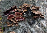 Chondrostereum purpureum image