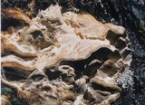 Trametes nivosa image