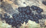 Xylaria tuberiformis image