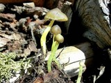 Mycena nivicola image