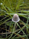 Panaeolus papilionaceus var. parvisporus image