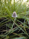 Panaeolus papilionaceus var. parvisporus image