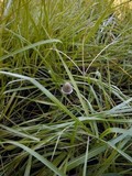Panaeolus papilionaceus var. parvisporus image