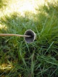 Panaeolus papilionaceus var. parvisporus image