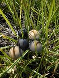 Panaeolus cyanescens image