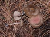 Entoloma cetratum image